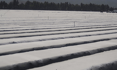 Película de barrera